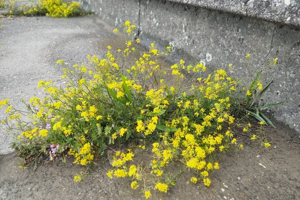 Rocky Alyssum saksafonu. Uzun yılların en popüler halılarından biri. Bitkiler 25 cm yüksekliğinde yoğun bir şekilde büyümüş çalılar oluştururlar. Küçük kokulu, açık sarı çiçekli, canlı cilt bakımı. Bol çiçekli.,