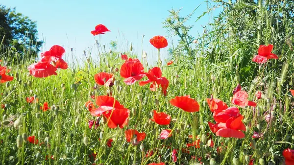Papaver rhoeas, gelincik, mısır gülü, tarla gelinciği, Flanders gelinciği, kırmızı gelincik ve Odai, Papaveraceae familyasından yıllık otçul bitki türü. Kırmızı gelincikler.