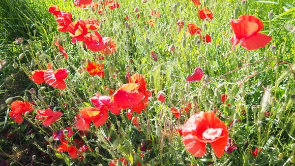 Papaver rhoeas, gelincik, mısır gülü, tarla gelinciği, Flanders gelinciği, kırmızı gelincik ve Odai, Papaveraceae familyasından yıllık otçul bitki türü. Kırmızı gelincikler.