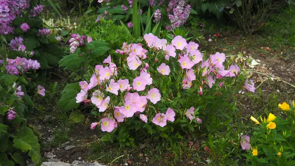 Oenothera rosea (