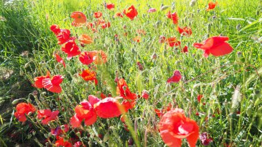 Papaver rhoeas, gelincik, mısır gülü, tarla gelinciği, Flanders gelinciği, kırmızı gelincik ve Odai, Papaveraceae familyasından yıllık otçul bitki türü. Kırmızı gelincikler.