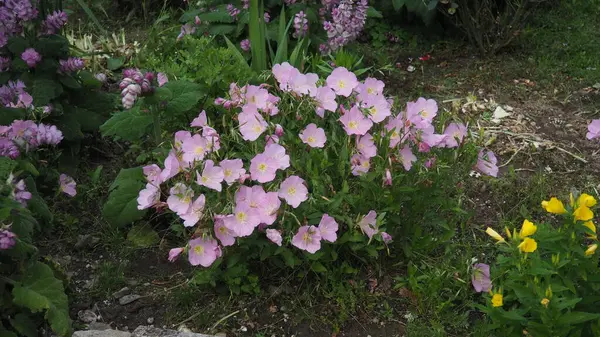 Oenothera rosea (