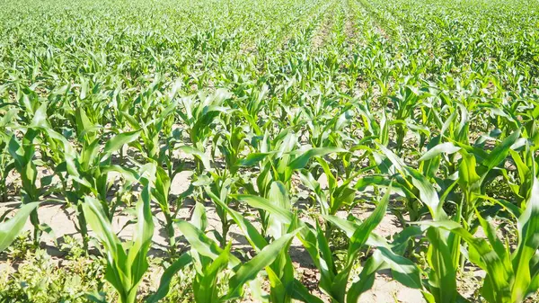 Mısır, mısır tahıl üreten uzun, şişman bir ottur. Tatlı mısır ayrıca mısır, mısır Zea familyasının yetiştirilmiş tek temsilcisi olan yıllık bitkisel bitkidir. Sırbistan 'da Alan