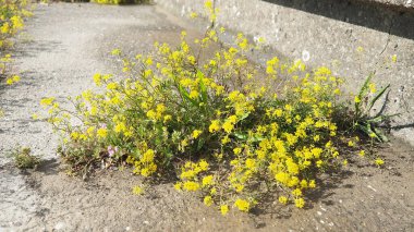 Rocky Alyssum saksafonu. Uzun yılların en popüler halılarından biri. Bitkiler 25 cm yüksekliğinde yoğun bir şekilde büyümüş çalılar oluştururlar. Küçük kokulu, açık sarı çiçekli, canlı cilt bakımı. Bol çiçekli.,