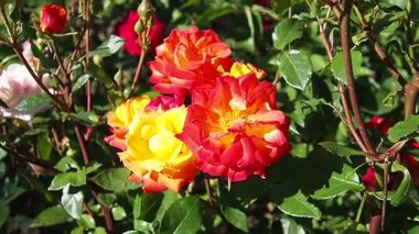 Hassas kırmızı güller yemyeşil bir bahçede serpilmiş yazın erken saatlerindeki sıcak güneş ışığını emerek. Canlı renkler çevreye hayat ve cazibe katar. Hayranlık ve barışı davet eder. İyi akşamlar, altın saat.