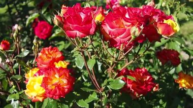 Hassas kırmızı güller yemyeşil bir bahçede serpilmiş yazın erken saatlerindeki sıcak güneş ışığını emerek. Canlı renkler çevreye hayat ve cazibe katar. Hayranlık ve barışı davet eder. İyi akşamlar, altın saat.