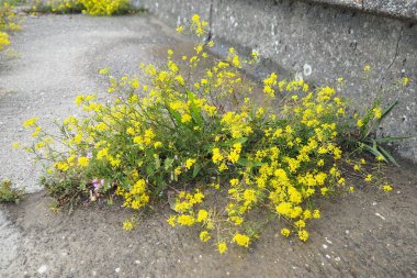 Rocky Alyssum saksafonu. Uzun yılların en popüler halılarından biri. Bitkiler 25 cm yüksekliğinde yoğun bir şekilde büyümüş çalılar oluştururlar. Küçük kokulu, açık sarı çiçekli, canlı cilt bakımı. Bol çiçekli.,