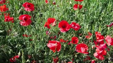 Papaver rhoeas, gelincik, mısır gülü, tarla gelinciği, Flanders gelinciği, kırmızı gelincik ve Odai, Papaveraceae familyasından yıllık otçul bitki türü. Kırmızı gelincikler.