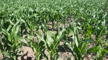 Mısır, mısır tahıl üreten uzun, şişman bir ottur. Tatlı mısır (ayrıca mısır), Mısır Zea cinsinin tek yetiştirilmiş temsilcisi olan yıllık bitkisel bitkidir. Yavaş çekim.