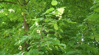 Narin ıhlamur çiçekleri yemyeşil yaprakların arasında nazikçe açar ve ilkbaharın güzelliğini yakalar. Doğa yavaş çekimde ortaya çıkar, dallar arasında karmaşık ayrıntılar ortaya çıkar..