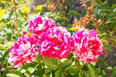 Narin pembe güller yemyeşil bir bahçede büyür, ilkbaharın erken saatlerindeki sıcak güneş ışığını emer. Canlı renkleri çevreye hayat ve cazibe katıyor. Hayranlık ve barışı davet ediyor.