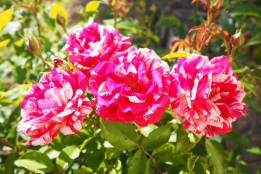 Narin pembe güller yemyeşil bir bahçede büyür, ilkbaharın erken saatlerindeki sıcak güneş ışığını emer. Canlı renkleri çevreye hayat ve cazibe katıyor. Hayranlık ve barışı davet ediyor.