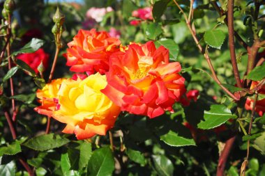 İki tonlu gül, çay karışımı. Kırmızı-turuncu gül. Açık parlak çiçek koyu yeşil yaprakların arka planına karşı. Narin taç yaprakları çiçek açıyor. Gül çiçeği.