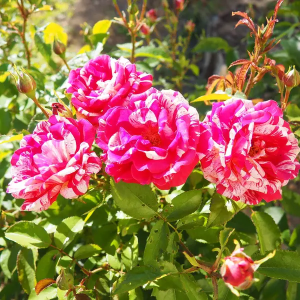 Narin pembe güller yemyeşil bir bahçede büyür, ilkbaharın erken saatlerindeki sıcak güneş ışığını emer. Canlı renkleri çevreye hayat ve cazibe katıyor. Hayranlık ve barışı davet ediyor.