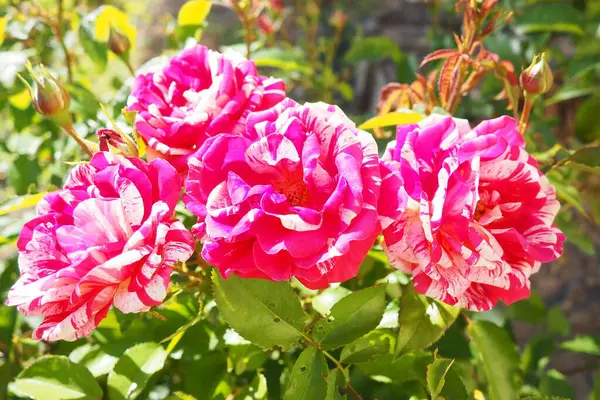 Narin pembe güller yemyeşil bir bahçede büyür, ilkbaharın erken saatlerindeki sıcak güneş ışığını emer. Canlı renkleri çevreye hayat ve cazibe katıyor. Hayranlık ve barışı davet ediyor.