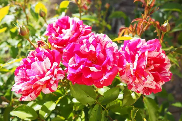 Narin pembe güller yemyeşil bir bahçede büyür, ilkbaharın erken saatlerindeki sıcak güneş ışığını emer. Canlı renkleri çevreye hayat ve cazibe katıyor. Hayranlık ve barışı davet ediyor.