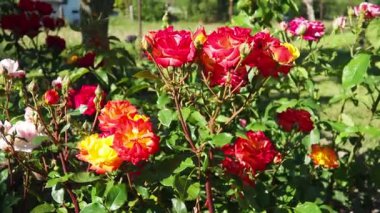 Hassas kırmızı güller yemyeşil bir bahçede serpilmiş yazın erken saatlerindeki sıcak güneş ışığını emerek. Canlı renkler çevreye hayat ve cazibe katar. Hayranlık ve barışı davet eder. İyi akşamlar, altın saat.