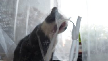 Siyah ve beyaz evcil bir kedi mutfak masasında beyaz şeffaf bir perdenin altında oturuyor ve bundan zevk alıyor. Kedi onun görünür olmadığını düşünüyor. Evcil hayvan beslemek. Evcil bir hayvanla oynuyordum. Yetişkin çift renkli erkek.