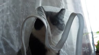 Siyah ve beyaz evcil bir kedi mutfak masasında beyaz şeffaf bir perdenin altında oturuyor ve bundan zevk alıyor. Kedi onun görünür olmadığını düşünüyor. Evcil hayvan beslemek. Yetişkin iki renkli erkek. Kedi uzaklaşıyor.