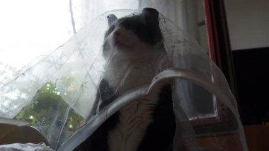 Siyah ve beyaz evcil bir kedi mutfak masasında beyaz şeffaf bir perdenin altında oturuyor ve bundan zevk alıyor. Kedi onun görünür olmadığını düşünüyor. Evcil hayvan beslemek. Yetişkin iki renkli erkek. Kedi uzaklaşıyor.