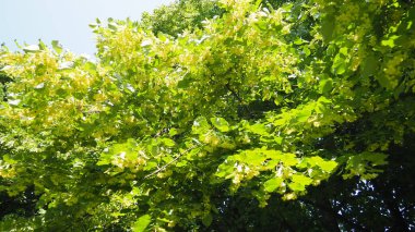 Büyüleyici ıhlamur çiçekleri çiçek açarken ve zarif bir şekilde sallanırken bereketli yeşilliklerle çevrili sakin bir bahar gününde doğanın narin cazibesini resmediyorlar. Linden doğal aroması.