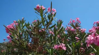 Neryum zakkum, Rosebay dünya çapında ılıman ve subtropikal alanlarda bir süs ve peyzaj bitkisi olarak yetiştirilmiş. Nerium, Apocynoideae, Apocynaceae cinsi. Karadağ, Adriyatik, Akdeniz.