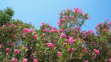 Neryum zakkum, Rosebay dünya çapında ılıman ve subtropikal alanlarda bir süs ve peyzaj bitkisi olarak yetiştirilmiş. Nerium, Apocynoideae, Apocynaceae cinsi. Karadağ, Adriyatik, Akdeniz.