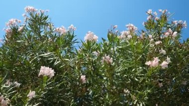 Neryum zakkum, Rosebay dünya çapında ılıman ve subtropikal alanlarda bir süs ve peyzaj bitkisi olarak yetiştirilmiş. Nerium, Apocynoideae, Apocynaceae cinsi. Karadağ, Adriyatik, Akdeniz.