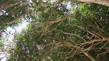 Neryum zakkum, Rosebay dünya çapında ılıman ve subtropikal alanlarda bir süs ve peyzaj bitkisi olarak yetiştirilmiş. Nerium, Apocynoideae, Apocynaceae cinsi. Karadağ, Adriyatik, Akdeniz.