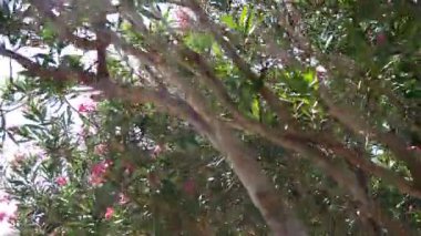 Neryum zakkum, Rosebay dünya çapında ılıman ve subtropikal alanlarda bir süs ve peyzaj bitkisi olarak yetiştirilmiş. Nerium, Apocynoideae, Apocynaceae cinsi. Karadağ, Adriyatik, Akdeniz.