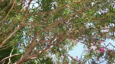 Neryum zakkum, Rosebay dünya çapında ılıman ve subtropikal alanlarda bir süs ve peyzaj bitkisi olarak yetiştirilmiş. Nerium, Apocynoideae, Apocynaceae cinsi. Karadağ, Adriyatik, Akdeniz.