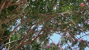 Neryum zakkum, Rosebay dünya çapında ılıman ve subtropikal alanlarda bir süs ve peyzaj bitkisi olarak yetiştirilmiş. Nerium, Apocynoideae, Apocynaceae cinsi. Karadağ, Adriyatik, Akdeniz.