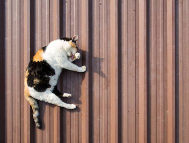 Top view Three colored cat cleaned by licking fur on the metal sheet roof.