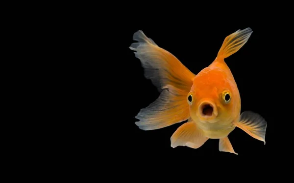 Emotionale Haltung Des Goldfisches Carassius Auratus Action Isolate Auf Schwarzem — Stockfoto