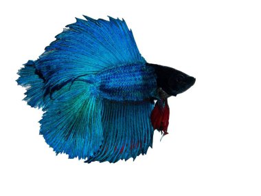 Blue Green Siamese fighting fish (Betta splendens) isolated on white background.