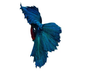 Blue Green Siamese fighting fish (Betta splendens) isolated on white background.