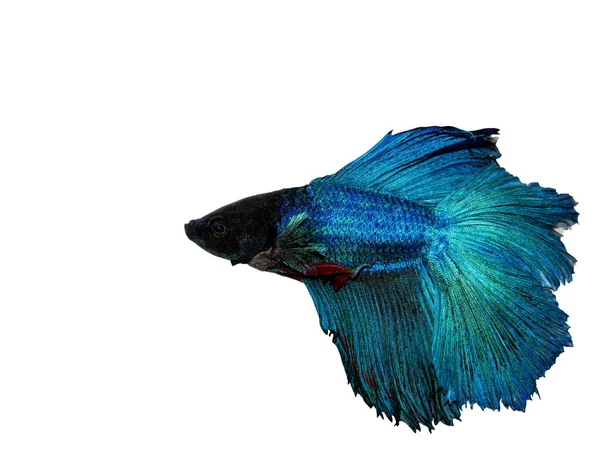 Сине Зеленая Сиамская Боевая Рыба Betta Splendens Изолирована Белом Фоне — стоковое фото