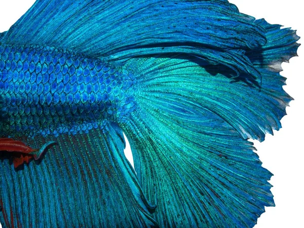 Haut Nahaufnahme Textur Von Blau Grünen Schwanz Siamesischen Kampffisch Isoliert — Stockfoto