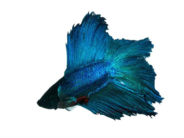 Blaugrüner Siamesischer Kampffisch Betta Splendens Isoliert Auf Weißem Hintergrund — Stockfoto
