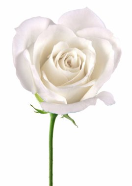 Beautiful white rose blossom, Isolated on white background.