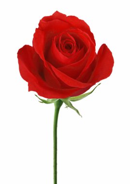 Beautiful red rose blossom, Isolated on white background.