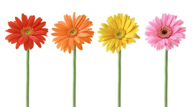 Set of Colorful Gerbera blossoms collection with Red, Orange, Yellow, and Pink colors, Isolated on white background.