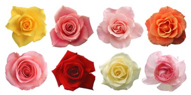 Rose set of yellow, pink, light pink, orange, red, cream, Isolated on white background with clipping path for decorative design.