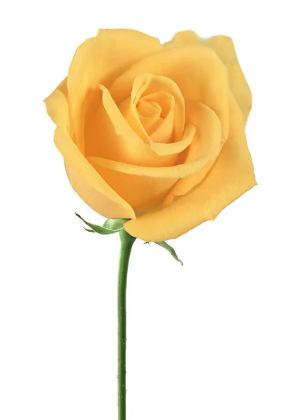 Beautiful Yellow Rose Blossom Isolated White Background — Fotografia de Stock