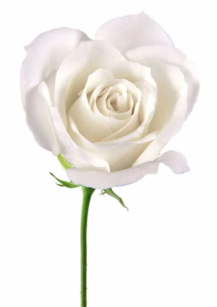 Прекрасний Білий Розквіт Троянди Ізольований Білому Тлі — стокове фото