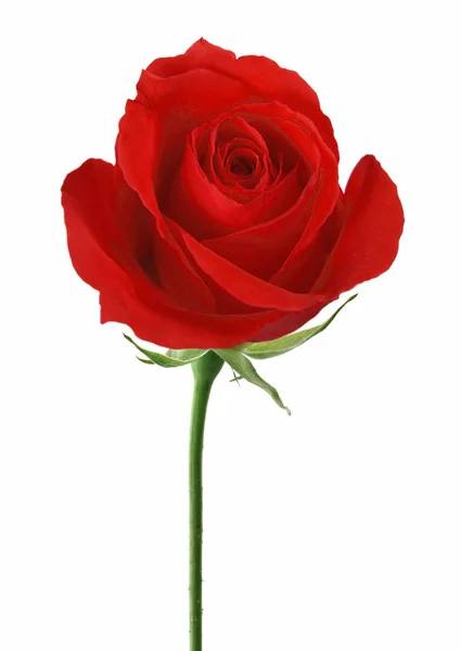 Bela Flor Rosa Vermelha Isolado Fundo Branco — Fotografia de Stock