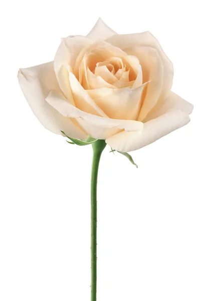 Bela Flor Rosa Branca Isolado Fundo Branco — Fotografia de Stock