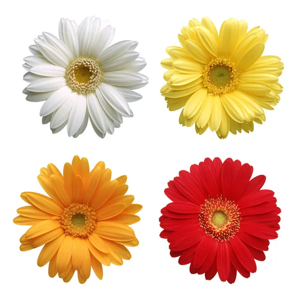 Set of Colorful Gerbera blossoms with White, Yellow, Orange and Red Colors, Isolated on White Background with clipping path for decorative design.