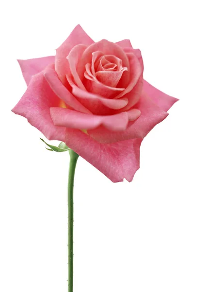 Bela Rosa Rosa Flor Isolado Fundo Branco — Fotografia de Stock
