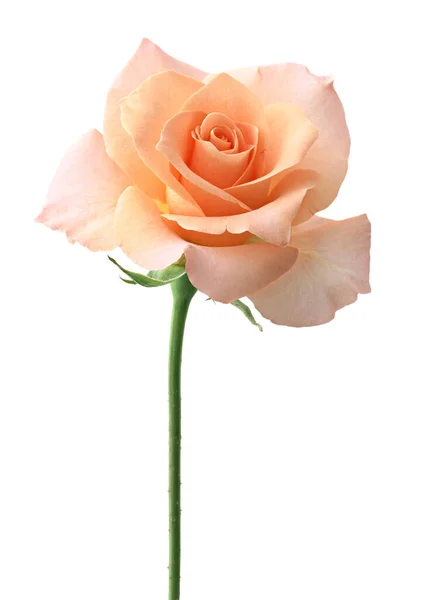 Bela Flor Rosa Velha Isolado Fundo Branco — Fotografia de Stock